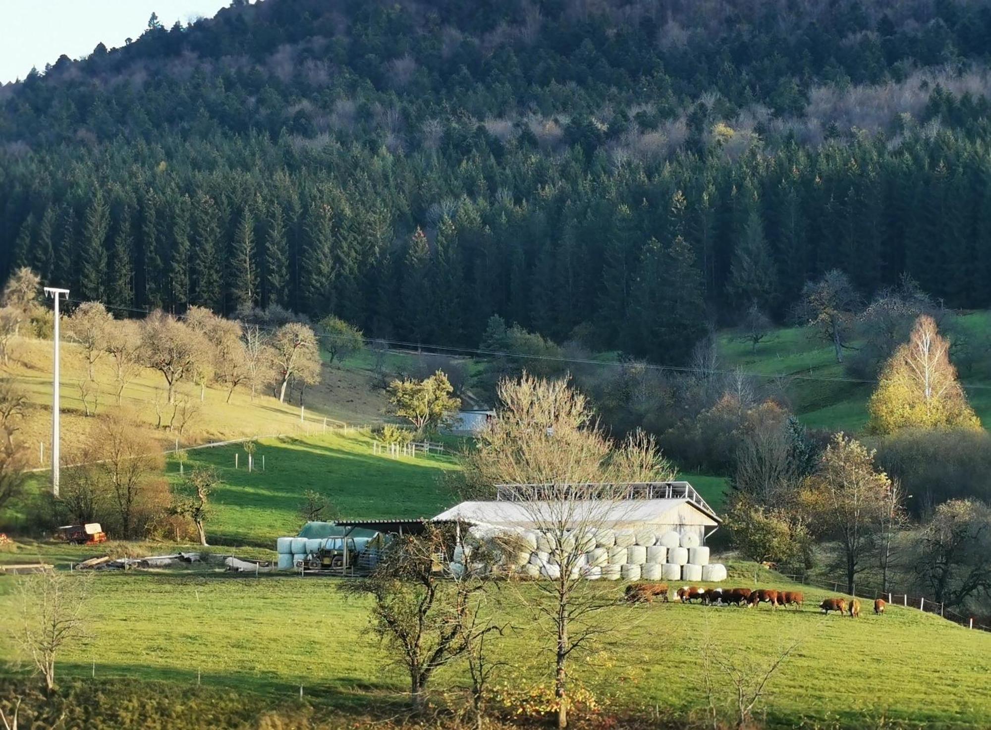 Ferienwohnung Blick Rappenstein Hausen am Tann Exterior foto