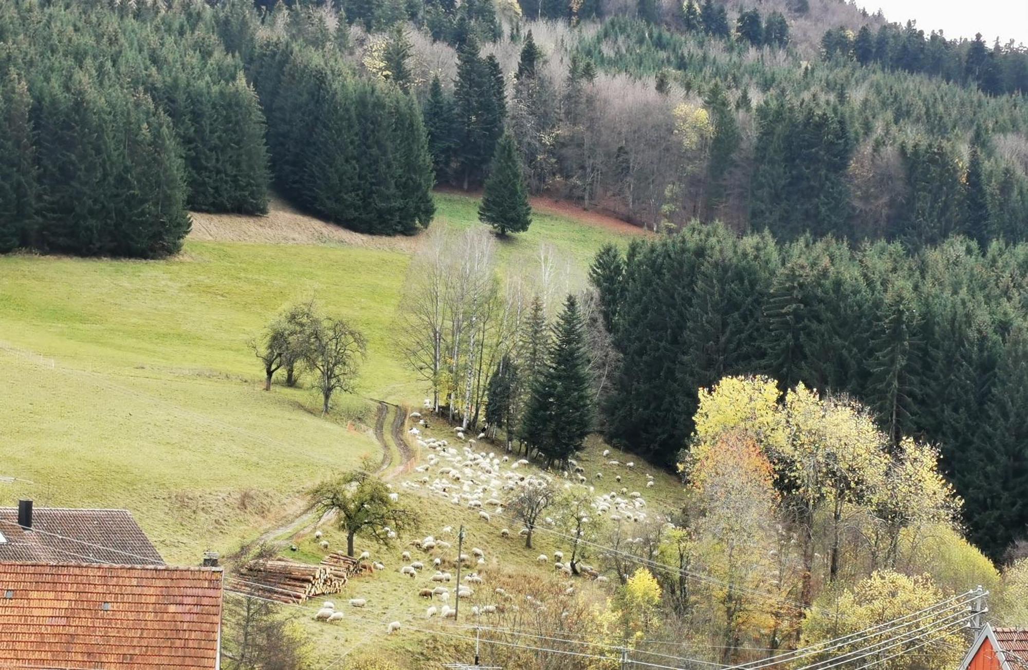 Ferienwohnung Blick Rappenstein Hausen am Tann Exterior foto